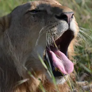 Explore 3-Days Tarangire, Ngorongoro & Lake Manyara Mid-range Lodge Safari Experience for 3 days with African Polecat Safaris and discover unforgettable experiences - Photo 2