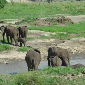 Explore 4-Days Private luxury Safari Visiting Tarangire, Ngorongoro Crater and Lake Manyara for 4 days with African Polecat Safaris and discover unforgettable experiences - Photo 2