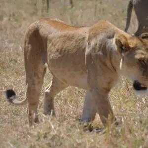 Explore 4-Days Private Luxury Safari Visiting Iconic National parks for 4 days with African Polecat Safaris and discover unforgettable experiences - Photo 4