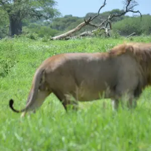 Explore 5-Days Private Midrange Safari Serengeti & Ngorongoro for 5 days with African Polecat Safaris and discover unforgettable experiences - Photo 3