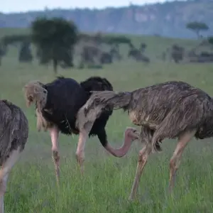 Explore 3-Days Tarangire, Ngorongoro & Lake Manyara Mid-range Lodge Safari Experience for 3 days with African Polecat Safaris and discover unforgettable experiences - Photo 3