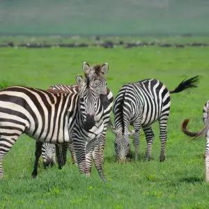 Explore 7-Days Mid-range Safari Lodge Experience visiting all National Parks including Kilimanjaro Day Hiking for 7 days with African Polecat Safaris and discover unforgettable experiences - Photo 2