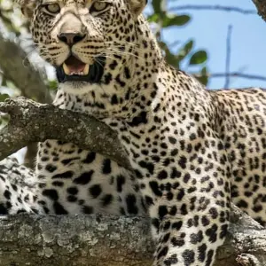 Explore 7-Days Private Midrange Safari: Serengeti & Mt Kilimanjaro Hike for 7 days with African Polecat Safaris and discover unforgettable experiences - Photo 7