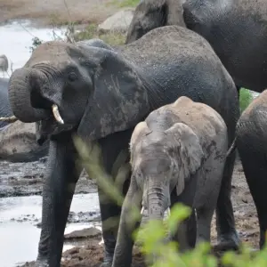 Explore 7-Days Mid-range Safari Lodge Experience visiting all National Parks including Kilimanjaro Day Hiking for 7 days with African Polecat Safaris and discover unforgettable experiences - Photo 3