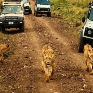 Explore 9-Days Budget safari in the wild including 2 nights in Serengeti and 3 days in Zanzibar. for 9 days with African Polecat Safaris and discover unforgettable experiences - Photo 2