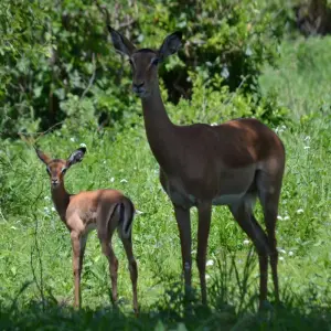 Explore 4-Days Private Luxury Safari Visiting Iconic National parks for 4 days with African Polecat Safaris and discover unforgettable experiences - Photo 6