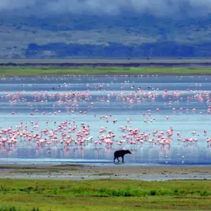 Explore 1-Day Private Ngorongoro Crater Day Trip for 1 days with African Polecat Safaris and discover unforgettable experiences - Photo 2