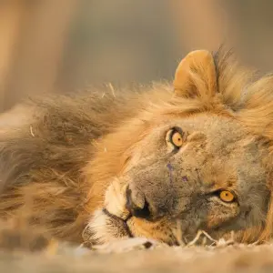 Explore 7-Days Private Midrange Safari: Serengeti & Mt Kilimanjaro Hike for 7 days with African Polecat Safaris and discover unforgettable experiences - Photo 8