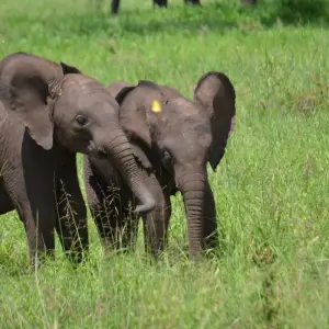 Explore 7-Days Mid-range Safari Lodge Experience visiting all National Parks including Kilimanjaro Day Hiking for 7 days with African Polecat Safaris and discover unforgettable experiences - Photo 4