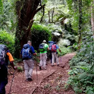 Explore Mount Kilimanjaro 8 Days Lemosho route ( our favorite route) for 8 days with African Polecat Safaris and discover unforgettable experiences - Photo 9