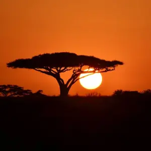 Explore 4-Days Private luxury Safari Visiting Tarangire, Ngorongoro Crater and Lake Manyara for 4 days with African Polecat Safaris and discover unforgettable experiences - Photo 5