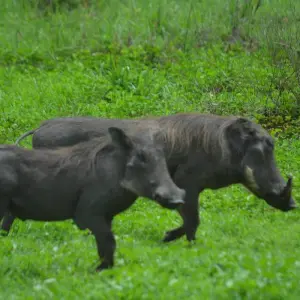 Explore 4-Days Private Luxury Safari Visiting Iconic National parks for 4 days with African Polecat Safaris and discover unforgettable experiences - Photo 7