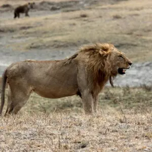 Explore 1-Day Private Ngorongoro Crater Day Trip for 1 days with African Polecat Safaris and discover unforgettable experiences - Photo 3