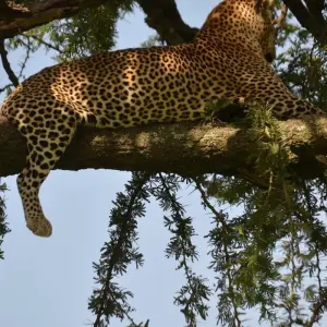Explore 7-Days Mid-range Safari Lodge Experience visiting all National Parks including Kilimanjaro Day Hiking for 7 days with African Polecat Safaris and discover unforgettable experiences - Photo 5