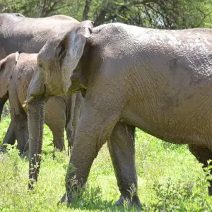 Explore 3-Days Private Mid-Range Wildebeest Calving season Safari for 3 days with African Polecat Safaris and discover unforgettable experiences - Photo 7