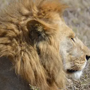 Explore 4-Days Private Luxury Safari Visiting Iconic National parks for 4 days with African Polecat Safaris and discover unforgettable experiences - Photo 8