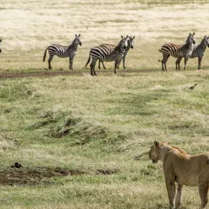 Explore 2-Day Epic Safari Best of Tarangire and Manyara for 2 days with Afrishare Trekking And Safaris and discover unforgettable experiences - Photo 2