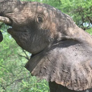 Explore 4-Days Private luxury Safari Visiting Tarangire, Ngorongoro Crater and Lake Manyara for 4 days with African Polecat Safaris and discover unforgettable experiences - Photo 7