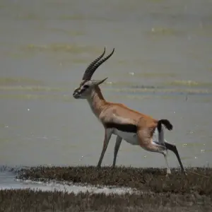 Explore 4-Days Private Luxury Safari Visiting Iconic National parks for 4 days with African Polecat Safaris and discover unforgettable experiences - Photo 9