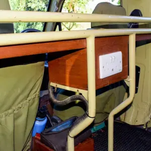 Explore 3-Days Tarangire, Ngorongoro & Lake Manyara Mid-range Lodge Safari Experience for 3 days with African Polecat Safaris and discover unforgettable experiences - Photo 8