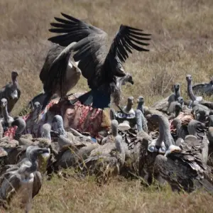 Explore 1-Day Private Ngorongoro Crater Day Trip for 1 days with African Polecat Safaris and discover unforgettable experiences - Photo 5