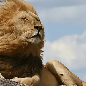 Explore 4-Day Luxury Safari Tour for 4 days with Afrishare Trekking And Safaris and discover unforgettable experiences - Photo 2