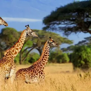 Explore 2-Day Epic Safari Best of Tarangire and Manyara for 2 days with Afrishare Trekking And Safaris and discover unforgettable experiences - Photo 4