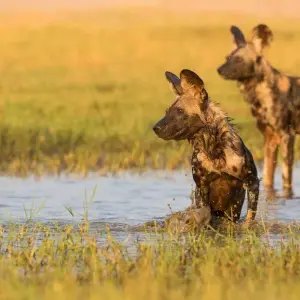 Explore 7-Days Mid-range Safari Lodge Experience visiting all National Parks including Kilimanjaro Day Hiking for 7 days with African Polecat Safaris and discover unforgettable experiences - Photo 7