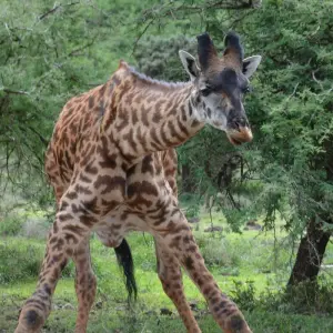 Explore 3-Days Private Mid-Range Wildebeest Calving season Safari for 3 days with African Polecat Safaris and discover unforgettable experiences - Photo 9