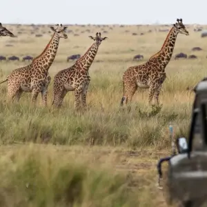 Explore 4-Day Luxury Safari Tour for 4 days with Afrishare Trekking And Safaris and discover unforgettable experiences - Photo 4