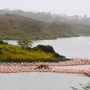 Explore 2-Day Epic Safari Best of Tarangire and Manyara for 2 days with Afrishare Trekking And Safaris and discover unforgettable experiences - Photo 6