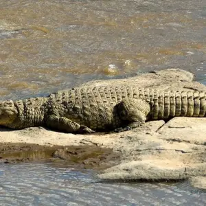 Explore 4-Days Private luxury Safari Visiting Tarangire, Ngorongoro Crater and Lake Manyara for 4 days with African Polecat Safaris and discover unforgettable experiences - Photo 9