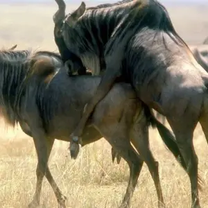 Explore 3-Days Private Mid-Range Wildebeest Calving season Safari for 3 days with African Polecat Safaris and discover unforgettable experiences - Photo 10