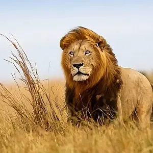 Explore 4-Day Luxury Safari Tour for 4 days with Afrishare Trekking And Safaris and discover unforgettable experiences - Photo 5