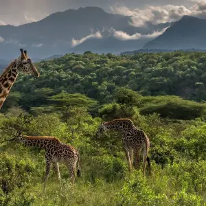 Explore 2-Day Epic Safari Best of Tarangire and Manyara for 2 days with Afrishare Trekking And Safaris and discover unforgettable experiences - Photo 7