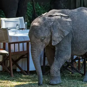 Explore 4-Days Private luxury Safari Visiting Tarangire, Ngorongoro Crater and Lake Manyara for 4 days with African Polecat Safaris and discover unforgettable experiences - Photo 10