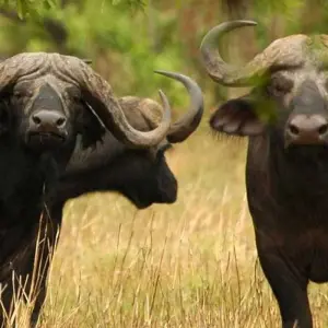 Explore 2-Day Epic Safari Best of Tarangire and Manyara for 2 days with Afrishare Trekking And Safaris and discover unforgettable experiences - Photo 8