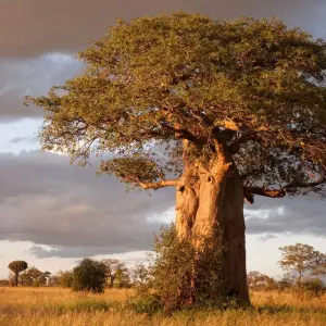 Explore 2-Day Epic Safari Best of Tarangire and Manyara for 2 days with Afrishare Trekking And Safaris and discover unforgettable experiences - Photo 9