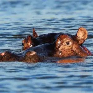 Explore 4-Day Luxury Safari Tour for 4 days with Afrishare Trekking And Safaris and discover unforgettable experiences - Photo 8