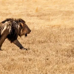 Explore 1-Day Private Ngorongoro Crater Day Trip for 1 days with African Polecat Safaris and discover unforgettable experiences - Photo 9