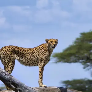 Explore 4-Day Luxury Safari Tour for 4 days with Afrishare Trekking And Safaris and discover unforgettable experiences - Photo 9