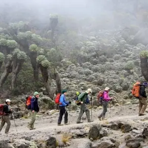 Explore Mount Kilimanjaro day hike tour for 1 days with Afrishare Trekking And Safaris and discover unforgettable experiences - Photo 3