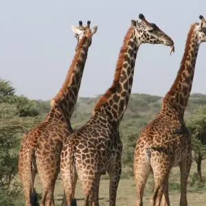 Explore 6 Day Camping safari in Northern Tanzania for 6 days with Afrishare Trekking And Safaris and discover unforgettable experiences - Photo 3