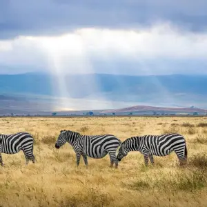 Explore 7 Day Pure Luxury Migration Safari-Northern Tanzania for 7 days with Afrishare Trekking And Safaris and discover unforgettable experiences - Photo 3