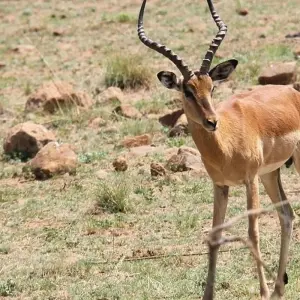 Explore 3 days  Big five Camping Safari for 3 days with Afrishare Trekking And Safaris and discover unforgettable experiences - Photo 4