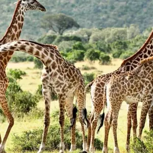 Explore 7 Day Kenya and Tanzania combine safari for 7 days with Afrishare Trekking And Safaris and discover unforgettable experiences - Photo 3