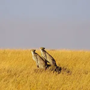 Explore 6 Day Camping safari in Northern Tanzania for 6 days with Afrishare Trekking And Safaris and discover unforgettable experiences - Photo 4