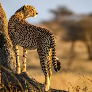 Explore 7 Day Pure Luxury Migration Safari-Northern Tanzania for 7 days with Afrishare Trekking And Safaris and discover unforgettable experiences - Photo 4
