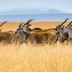 Explore 4-Day Luxury Safari Tour for 4 days with Afrishare Trekking And Safaris and discover unforgettable experiences - Photo 11