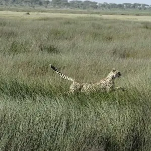 Explore 3 days  Big five Camping Safari for 3 days with Afrishare Trekking And Safaris and discover unforgettable experiences - Photo 5